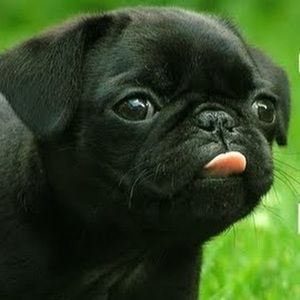 Meet your Posher, Lily